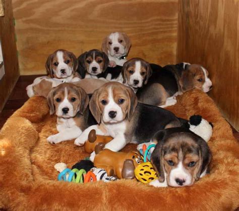 Contact free rescue puppies available near me on messenger. Beagle Rescue Near Me | PETSIDI