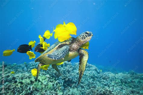 Green Sea Turtle Being Cleaned By Yellow Tangs Stock Photo Adobe Stock