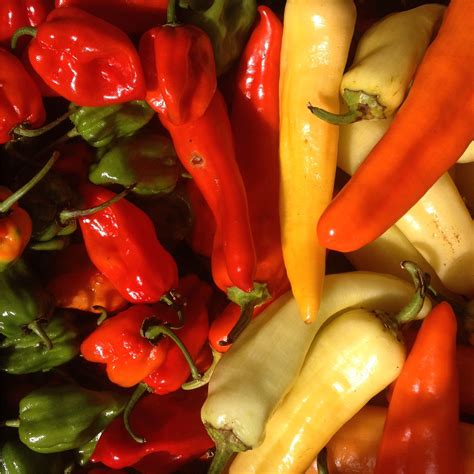 Gotta Plant Peppers? Here's the Plan | Edible South Florida