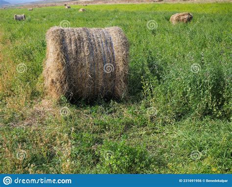 Forgotten Alfalfa Hay Bales On The Growing Alfala Field Stock Photo