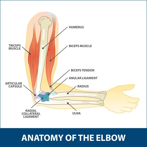 For a pulled muscle in the neck, you might experience: Hyperextension Injury of the Elbow | Florida Orthopaedic ...