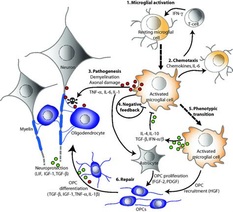 Role Of Cytokines As Mediators And Regulators Of Microglial Activity In
