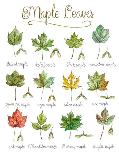 Print Maple Leaves Poster Botanical Painting Tree Leaf Canada Usa
