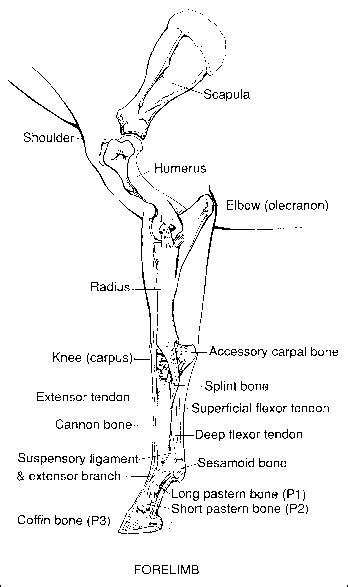 Horse Leg Bone Diagram Filehorse Leg Bones Wikimedia Commons