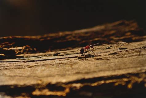 Ya tuhanku berilahlah aku ilham untuk tetap mensyukuri nikmat mu yang telah. Penuh Hikmah, Inilah Kisah Nabi Sulaiman dengan Semut ...