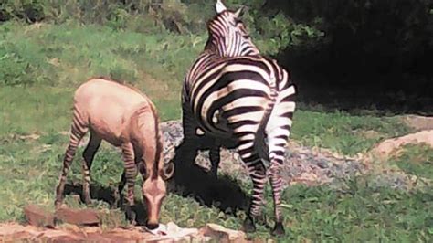 Zebra Gives Birth To Rare Zonkey After Mating With Donkey