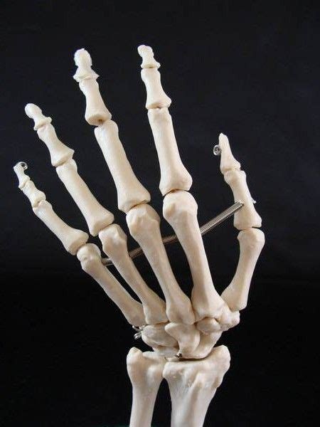 Hand Skeleton Anatomy Reference Skeleton Anatomy Human Skeleton Anatomy