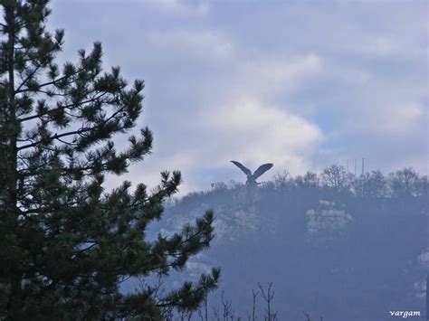 The Bird Is Flying Over The Trees In The Foggy Sky With Mountains