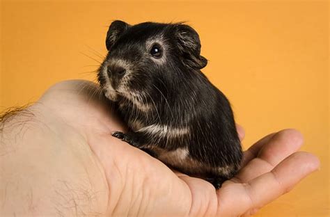 Discover 30 Colors Of Guinea Pigs Rarest To Most Common A Z Animals