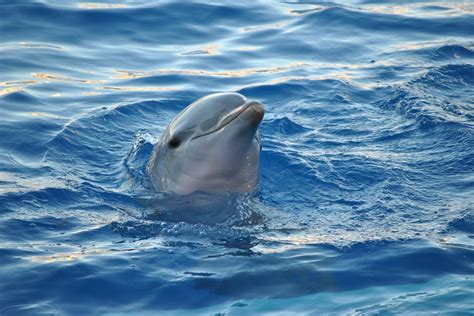 Free Photo Dolphin Animal Sea Water Ocean Free
