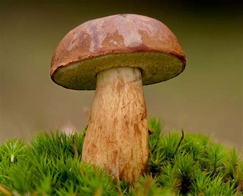 6 Popular Edible Mushrooms Currybien