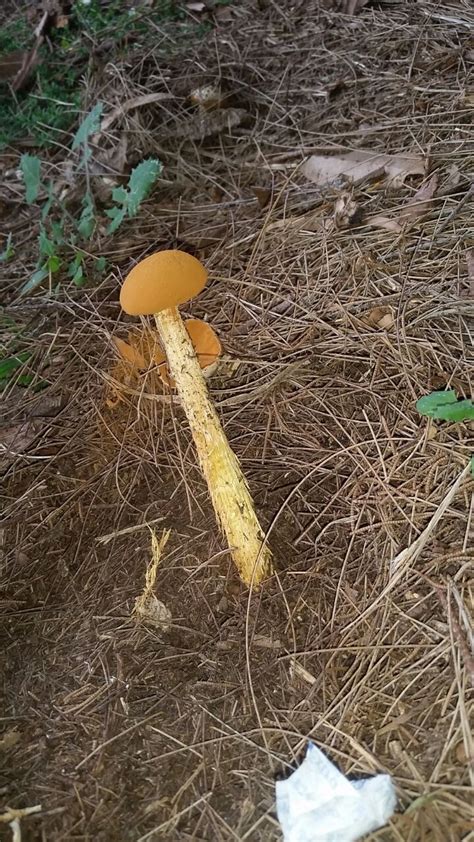 Sydney Id Bright Orange Mushroom Hunting And Identification
