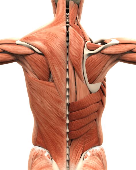 Name Of Lower Back Muscles Muscles Deep Muscles Of Back Anatomy