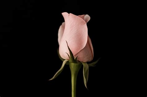 Images Gratuites Main La Photographie Feuille Fleur Pétale Rose
