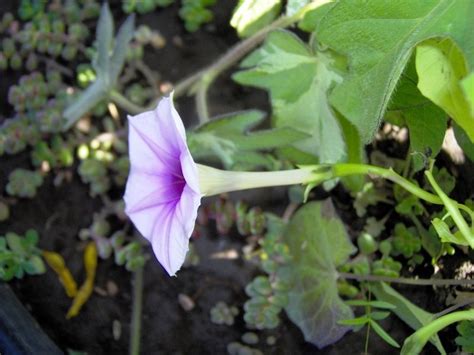 Plantfiles Pictures Ipomoea Species Morning Glory Lavender Moonvine