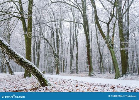 Winter Path In The Snowy Forest Stock Photo Image Of Cold Scene