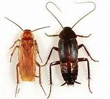 Photos of A Cockroach