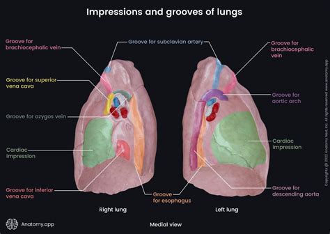 Cardiac Notch Of Left Lung