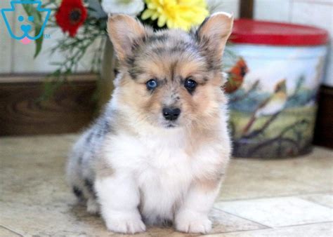 Teacup puppies for sale, las vegas, nevada. Willow | Pembroke Welsh Corgi Puppy For Sale | Keystone ...