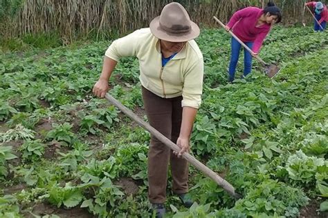 Pacat was born in melbourne, australia, and was educated at the university of melbourne. Ecuador: comuneros indígenas impulsan la agroecología y el ...