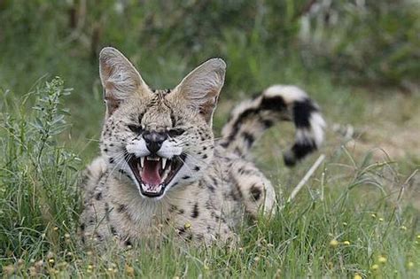 Mengenal Serval Kucing Liar Asli Afrika Yang Eksotik Dunia Fauna