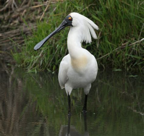 Lets Do Some Zoology Royal Spoonbill Platalea Regia Also Known As