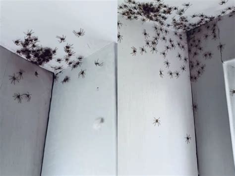 Spiders In Australia Woman Finds Dozens Of Spiders In Her House