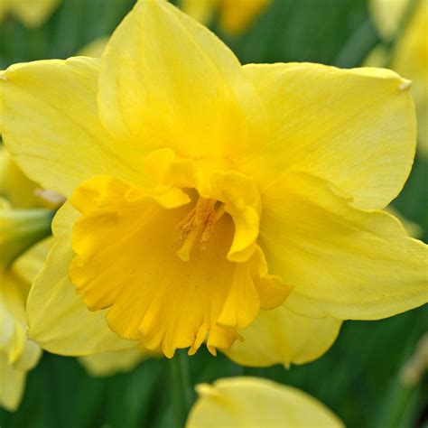 Narcissus Carlton Easy To Grow Bulbs