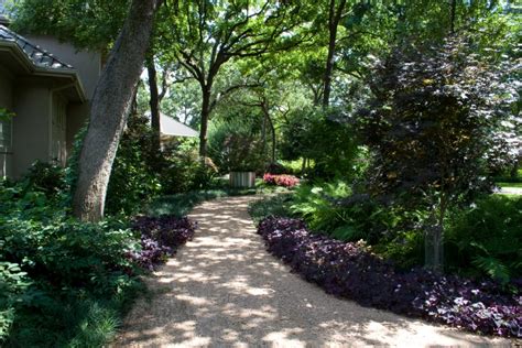 Shade Trees For Cooling 3 Westchester Tree Life