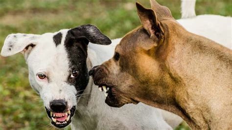 ¿quÉ Hacer Si Dos Perros EstÁn Peleando