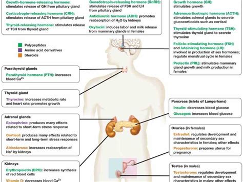 The Endocrine System Is Collection Of Glands That Produce Hormones Regulate Metabolism Growth