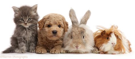 Pets: Grey kitten, Goldendoodle puppy, bunny and Guinea pig photo WP43454