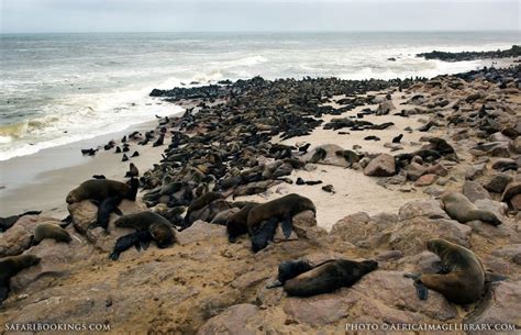 Most of the skeleton coast is now national park land and covers nearly 310 miles of coastline, from the angola border south to the swakop river near namibia's skeleton coast is certainly not for swimmers. Skeleton Coast National Park - Travel Guide, Map & More!