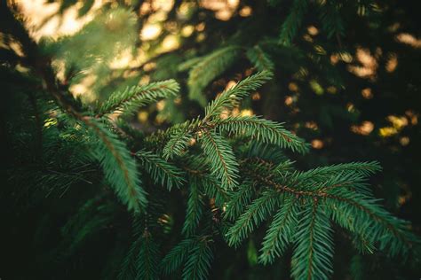 Share Pine Wallpaper In Cdgdbentre