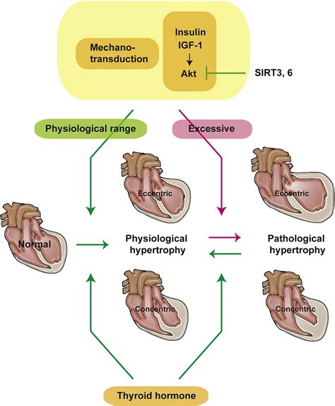Physiological And Pathological Cardiac Hypertrophy Journal Of