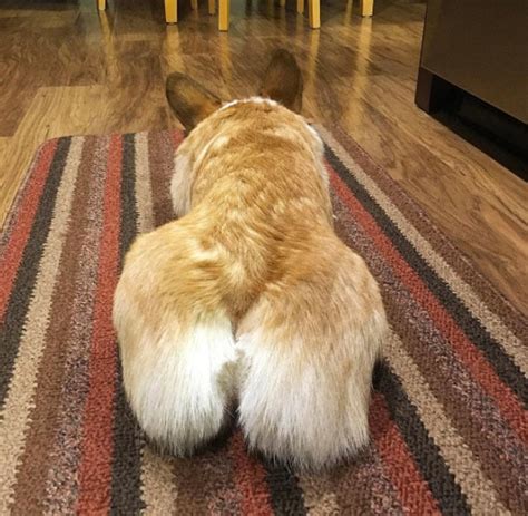 15 Corgi Butts That Might Break The Internet Bechewy