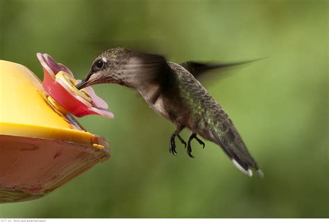 Amazing Beauty Of Hummingbirds