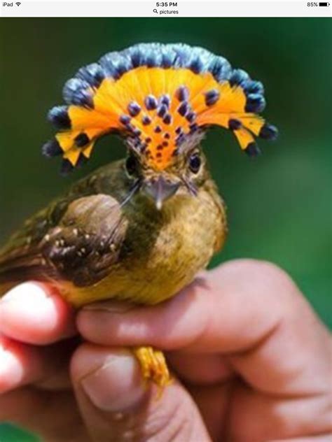 Pin By Flyinz On Cool Amazon Animals Pet Birds Rare Animals