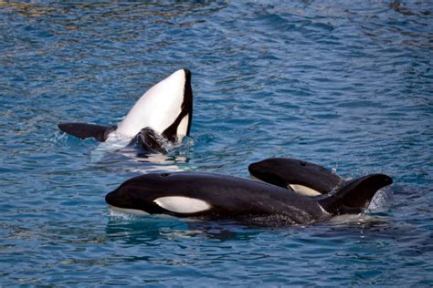 Killer Whales Eyes Stock Photos Pictures And Royalty Free Images Istock