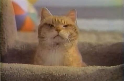 Morris The Cat Was The Original Grumpy Cat Grumpy Cat Cats Tv
