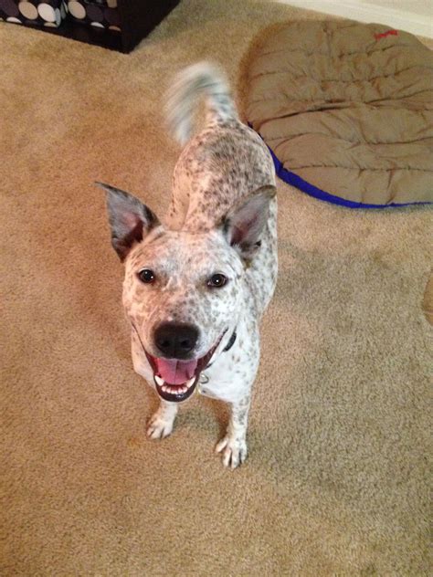 Pitbull Breeders Queensland