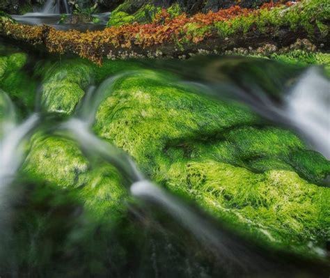 Algae Rocks Bing Wallpaper Download