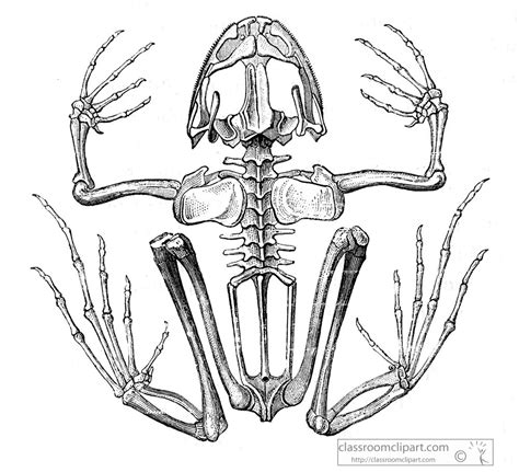 Illustrations Clipart Photo Image Frog Internal Skeleton Anatomy