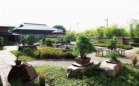 In japan, the art of bonsai will evolve, becoming an art of thinking and meditation deeply related to zen philosophy. MUSEUM | OMIYA BONSAI