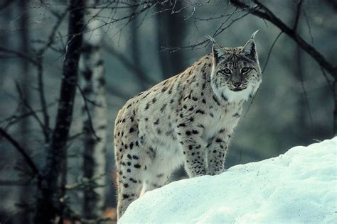 Lynx Full Hd Wallpaper And Background Image 3165x2116 Id411870