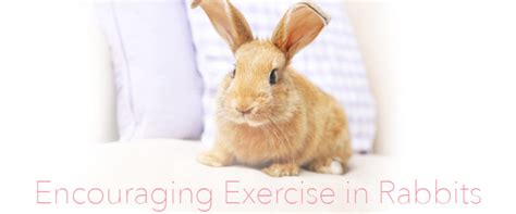 Rabbits Need Exercise Get Their Bunny Buns Moving Small Pet Select