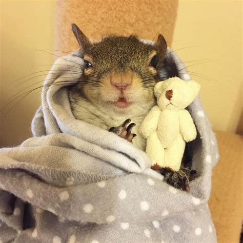 Jill The Squirrel On Instagram When You Have Work To Do — But You