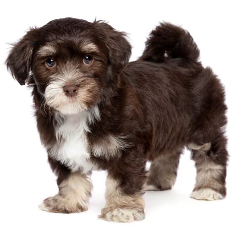The Cutest Chocolate Havanese Dogs Rare Breed With Loving Personalities