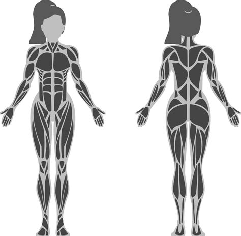 Muscular Anatomy Female Diagram