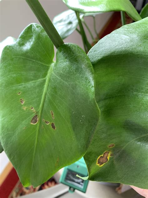 So come and join the discussion, share your tips, knowledge, and pics! Monstera. Bacterial leaf spot? Or root rot? Do I repot or ...
